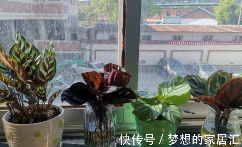 秋冬阶段，盆栽养花种草，植物休眠了，该怎么加强营养？