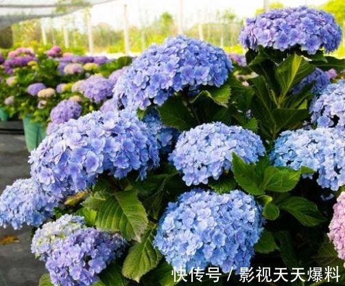 秋天4种花别着急“修剪”,当年长得枝条都是花,剪了就不开花!