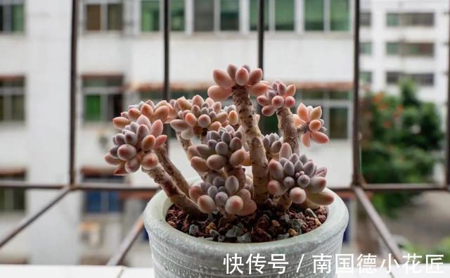 巧克力色|新手选这些“普货”多肉来养，好养又省心，养出状态来也很漂亮