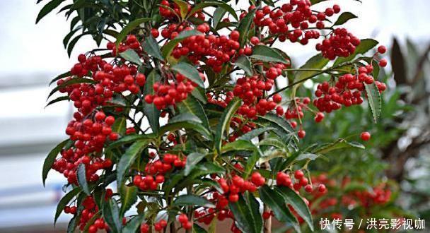 枝条|养一盆“黄金万两”,4个简单“小动作”,挂满红果果,金玉满堂
