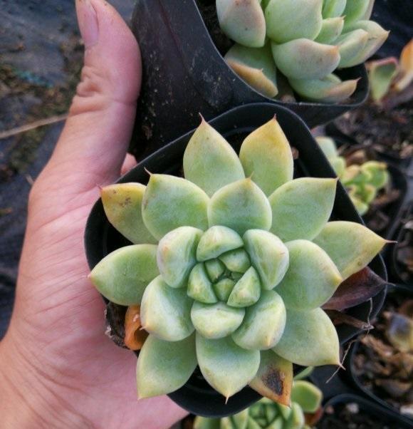 浇水|三伏天养多肉,必须进入懒人模式,不管不问,多肉反而长得好