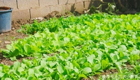 种植的青菜容易生虫子，有什么方法是不打农药就能消灭虫子