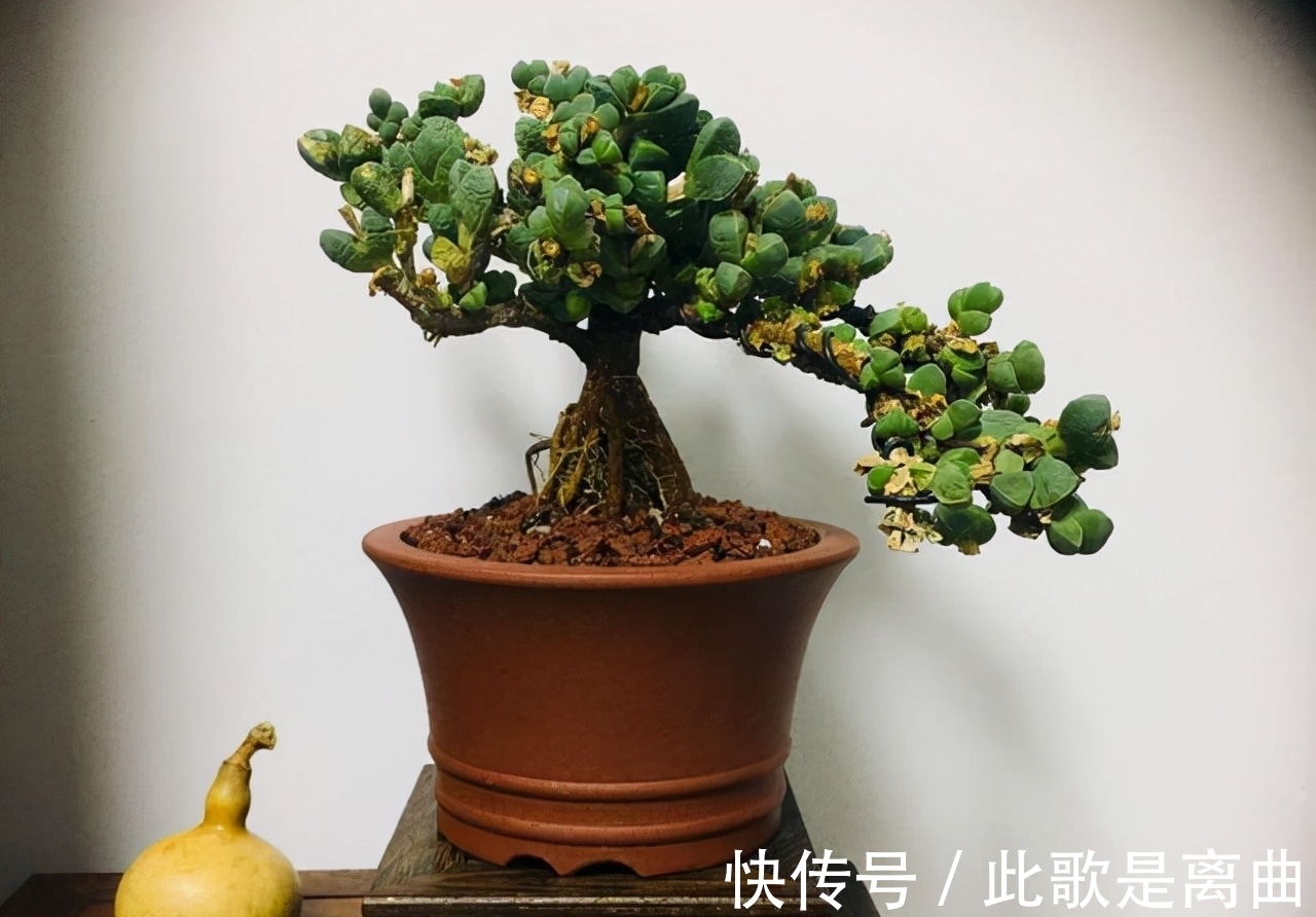 冬季不休眠的多肉如何正确浇水,才能保持良好状态,说说我的看法