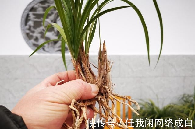 新栽的兰花什么时候浇水当时就浇和隔几天再浇，其实都不完全对