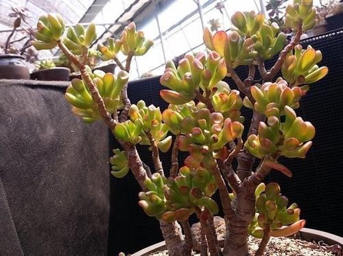 颜色|观赏价值高又好养的盆栽多肉植物,太阳一晒就变颜色