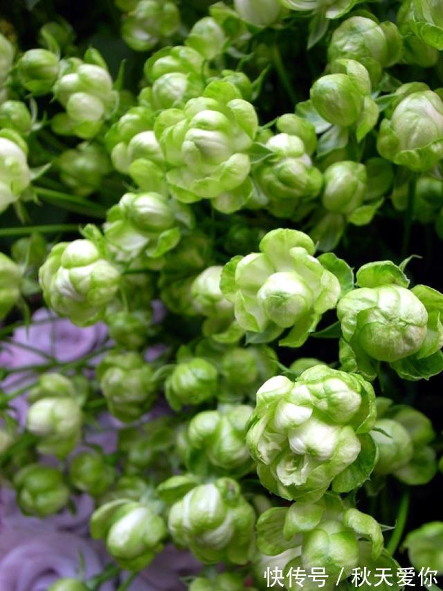 最不像月季的月季,花色翠绿,花开爆盆,插土就能活,阳台党必备