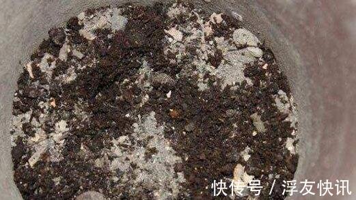茉莉花最爱3种“肥料”，家中就有，浇一点，花大芳香、开爆盆！