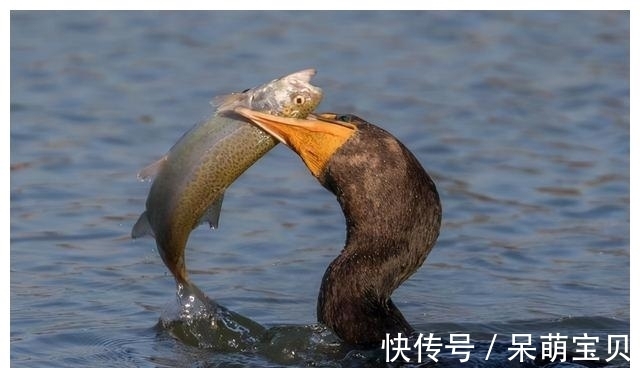 鸬鹚的“悲哀”！巨嘴能生吞3斤大鱼，却不知道鱼的味道