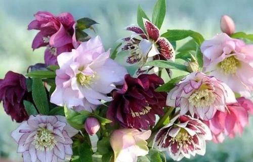 长达|4种超级好养的花,花色美丽,花期长达5个月,适合新手花友栽培