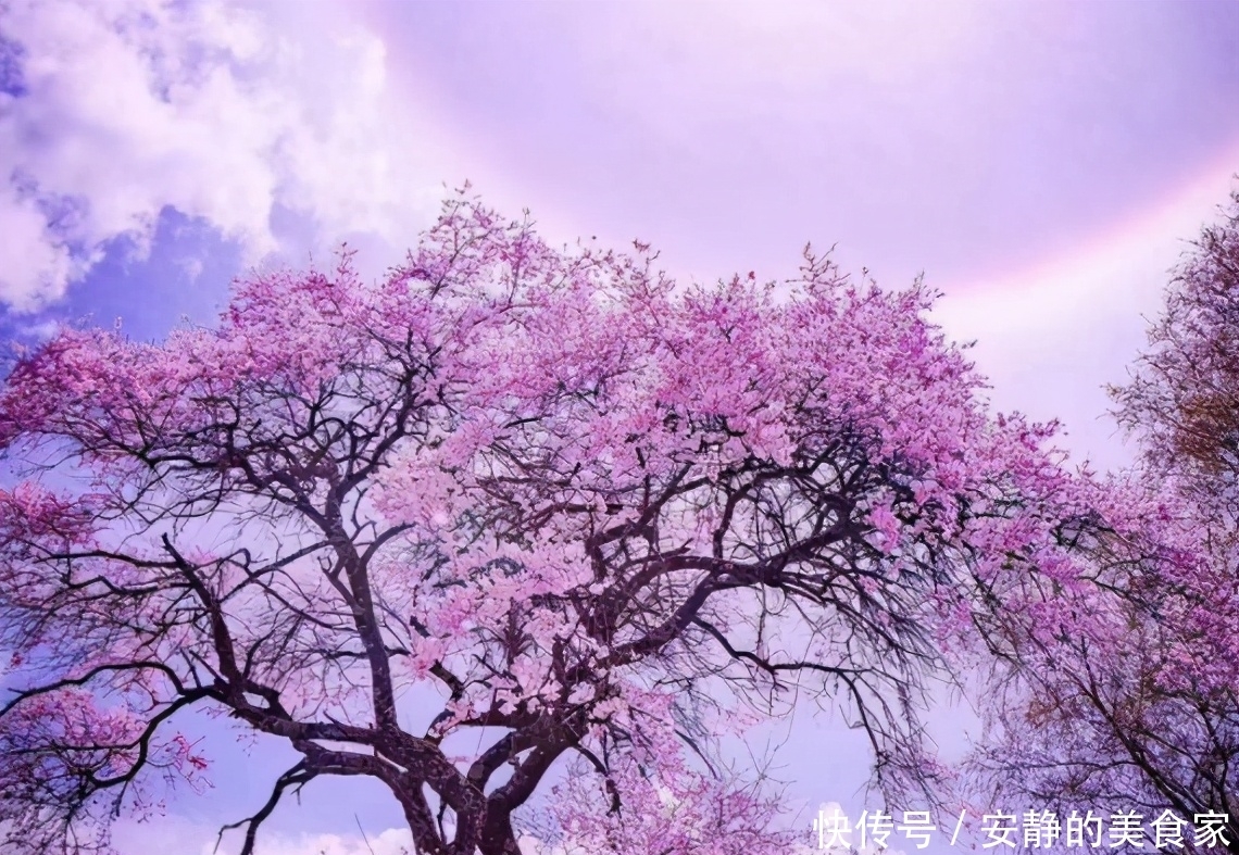 《三生三世》的十里桃林，就在西藏，有“中国最长桃花沟”之誉