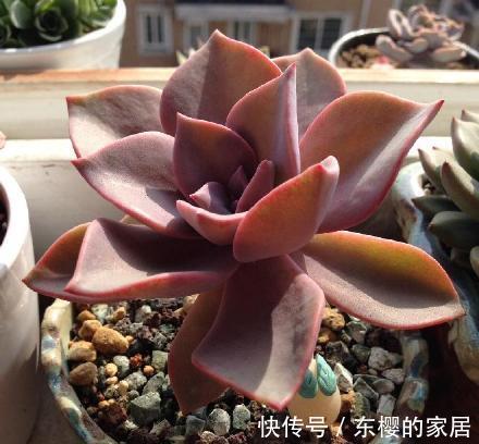 花盆|养景天多肉初恋，有4方面出问题不能忽略，不然一盆都留不住