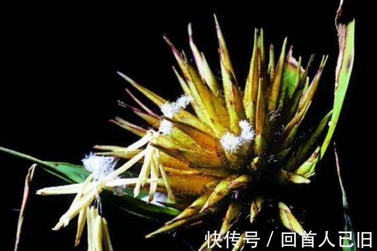 竹子|俗语：“竹子开花，赶紧搬家”，为什么要搬家？蕴含深刻哲理