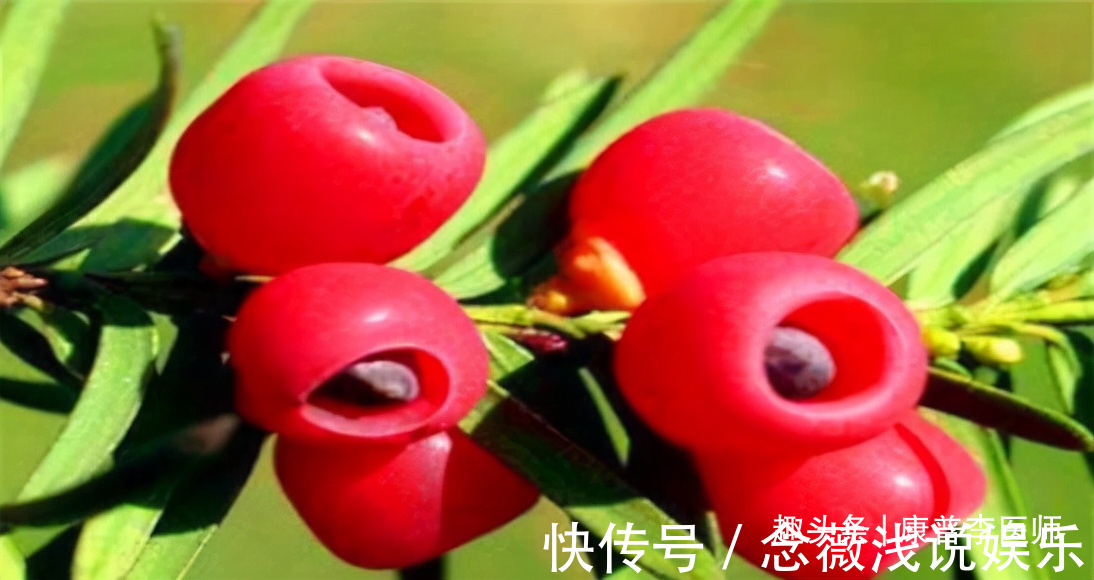 排毒|会吃的人身体好,三种食物坚持吃,营养丰富,排毒活血,更显年轻