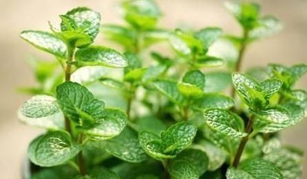 紫薇花紫薇花|3种“室内花”好看又好养，一月不管也能赏花，还去异味、吸烟尘