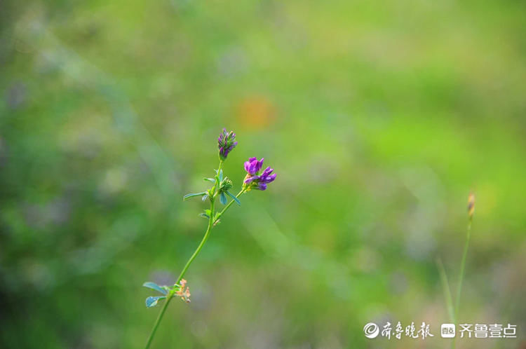 日照五莲中心公园紫苜蓿优雅绽放,宛如夏天清浅的模样|花开齐鲁| 日照