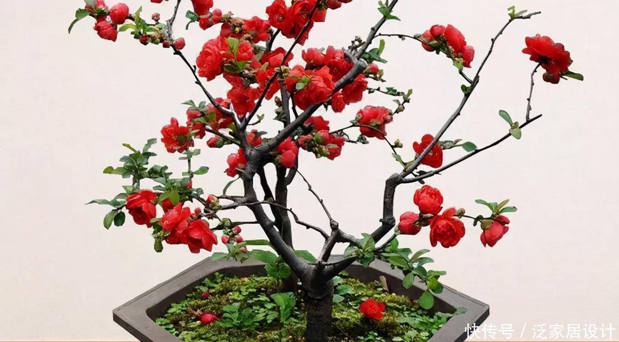 长寿冠海棠花,高颜值老桩盆景!打理好这些开花早又多