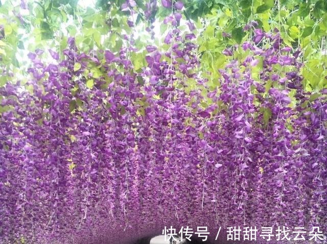 三角梅|6种“爬藤花”，美上天际，种上一株，就能赏几十年！