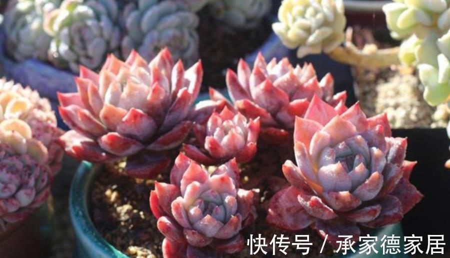 要点|立秋以后,养多肉牢记3个要点,长势迅速养出果冻色
