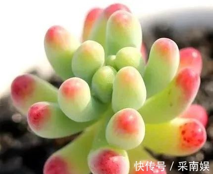 20款适合新手养的多肉,就算是养花杀手,也能养得又胖又美!