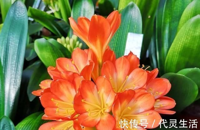 臭蛋|这种“大补肥”,君子兰最爱吃了,半个月用1次,新芽抽不停