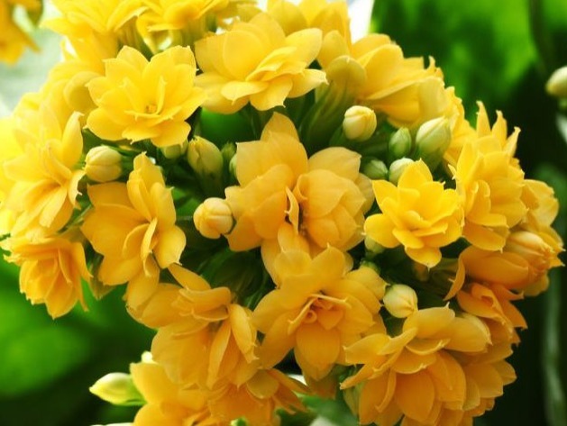 家里的长寿花没精神,一碰还掉叶,试试这些技巧,花儿美叶儿绿