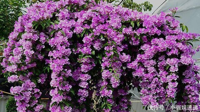 强健|此花,花开上千朵,一年能长2米高,比三角梅还强健,盛夏花最旺