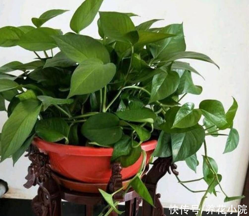 吊兰|家里养4种花，秋天给它换盆换土，才能长势更旺