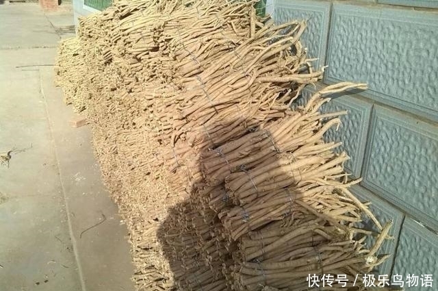 食物|黄芪是“补气之王”,但你不注意2点,反而会害了自己