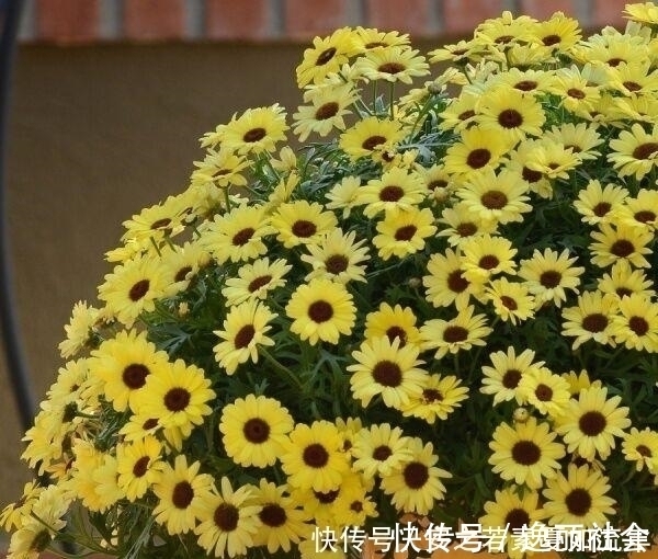 花海|这5种花很好养，浇水就行，有阳光就爆花，阳台变花海！