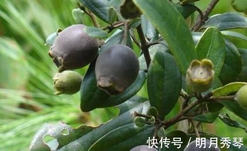 风湿|果实是儿时的零食,用来泡酒是一绝,对贫血、风湿、失眠都有疗效