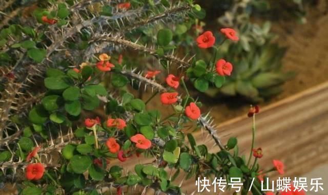 断肠花|家里有小孩不要养这种花,全身都有毒,别怪我没提醒你