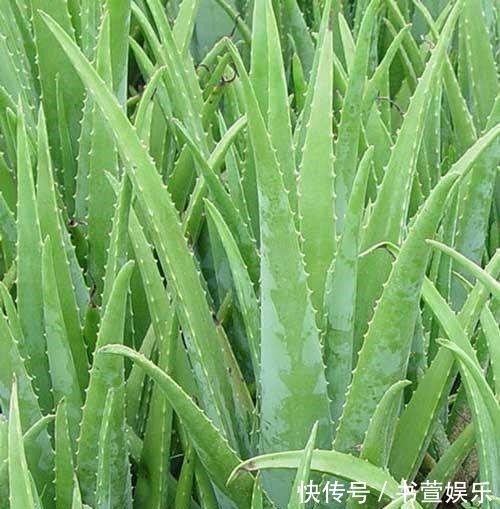 这4种花，时间越久越值钱，修修剪剪是老桩，花友看了直喊羡慕