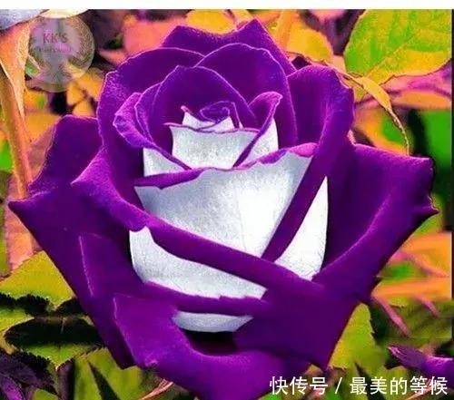 奇花、奇花、奇花、罕见奇花,赶快打开欣赏吧