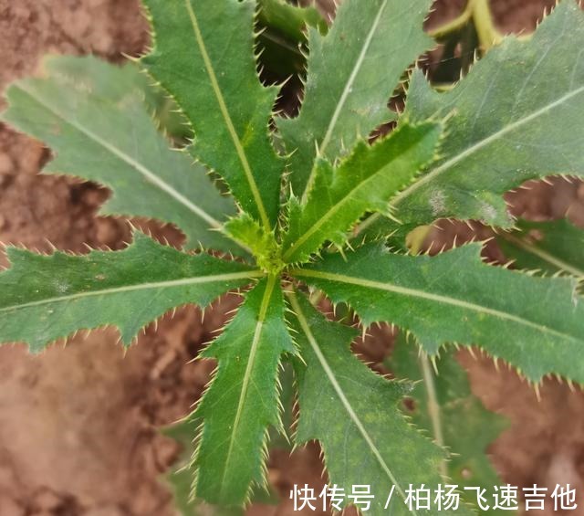 兰陵|临沂兰陵管这些野菜这样叫，不知道各地都一样吗！
