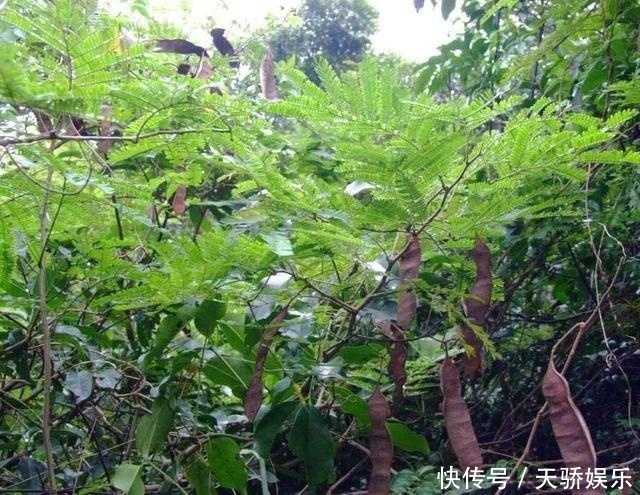 它被誉为野菜中的“臭豆腐”，味道难闻一斤却卖60，若遇见别错过