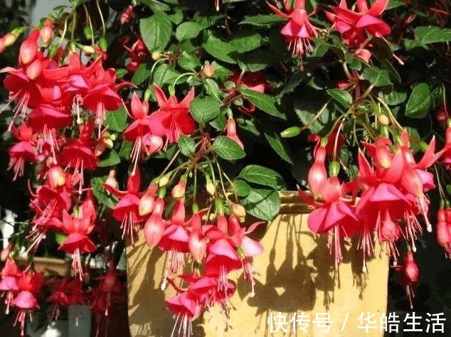 3种花是公认的难养,养花新手更是养一盆死一盆!