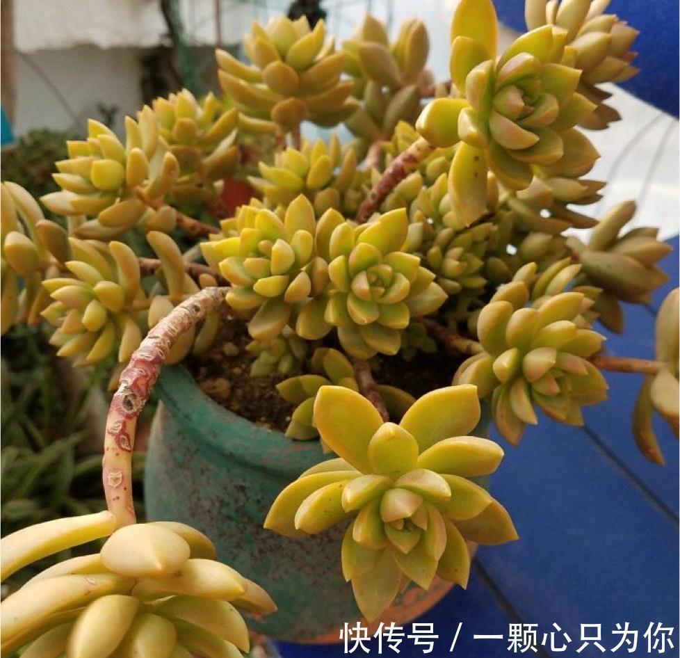 6种多肉不怕冻，越冷越好看，冻成“美肉”，冬天不养真亏