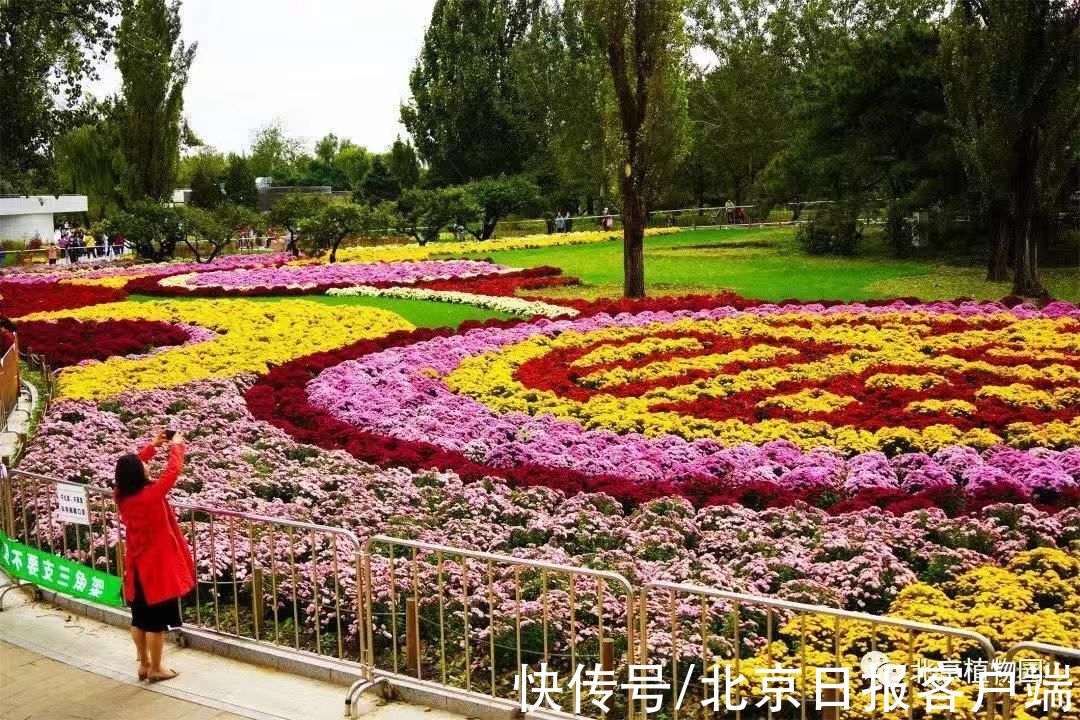 父母|重阳时节，菊桂飘香红叶至，陪父母去踏秋吧！北京号为您准备了一份小攻略