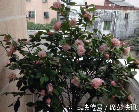 黑魔术|新手养花，不如养盆花中精品“黑魔术”，花开色如黑墨，高贵典雅