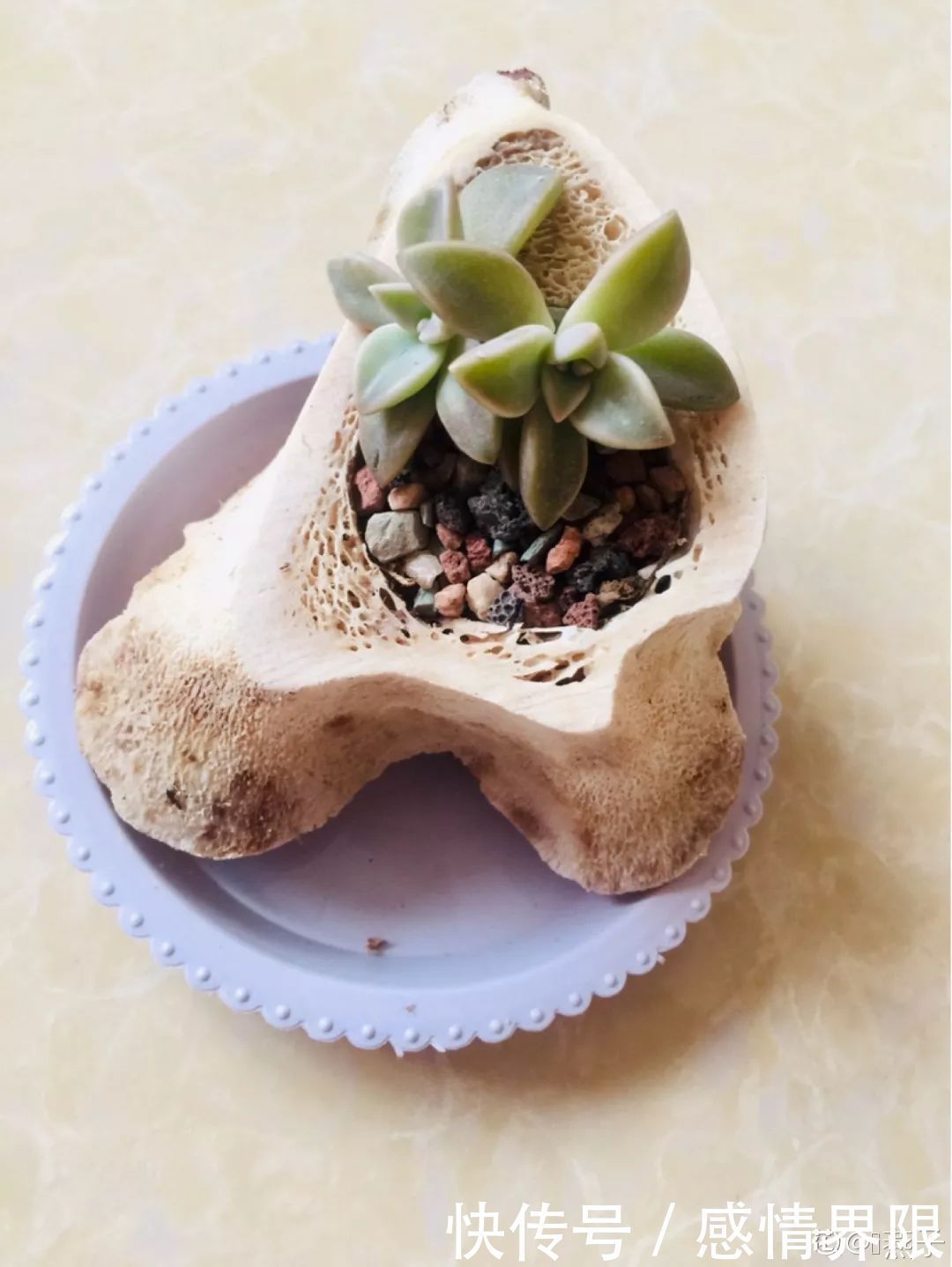 多肉盆栽猪肉这么贵,骨头洗干净种多肉,比花盆还好看