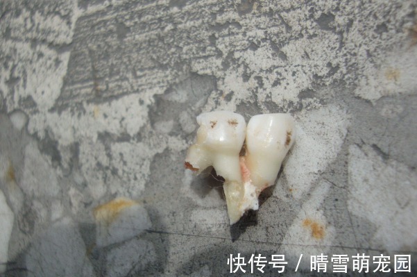 实验室|孩子退掉的乳牙,父母不要乱扔,关键时刻能救孩子一命!