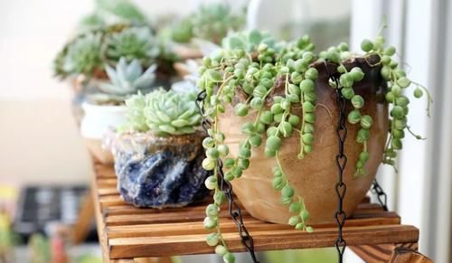 多肉“佛珠”这样养，圆鼓鼓很可爱，几个月挤满花盆