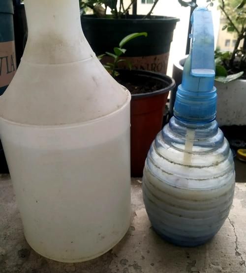 花草盆栽生红蜘蛛、蚜虫，别光粗暴地用手抓！