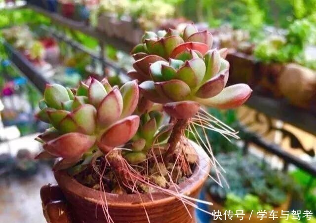 多肉长气根,这是“求救信号”,2个原因导致,最好赶紧剪掉!
