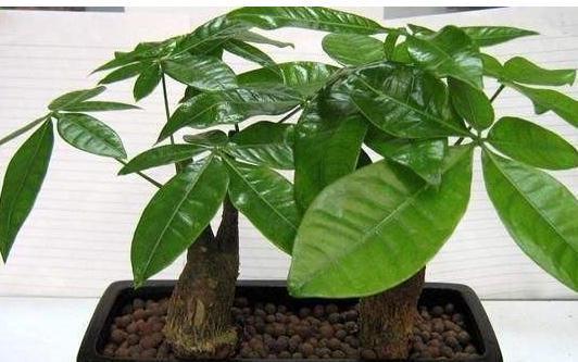 快死的发财树,茉莉花怎么办,学会此样做,轻松让它起死回生