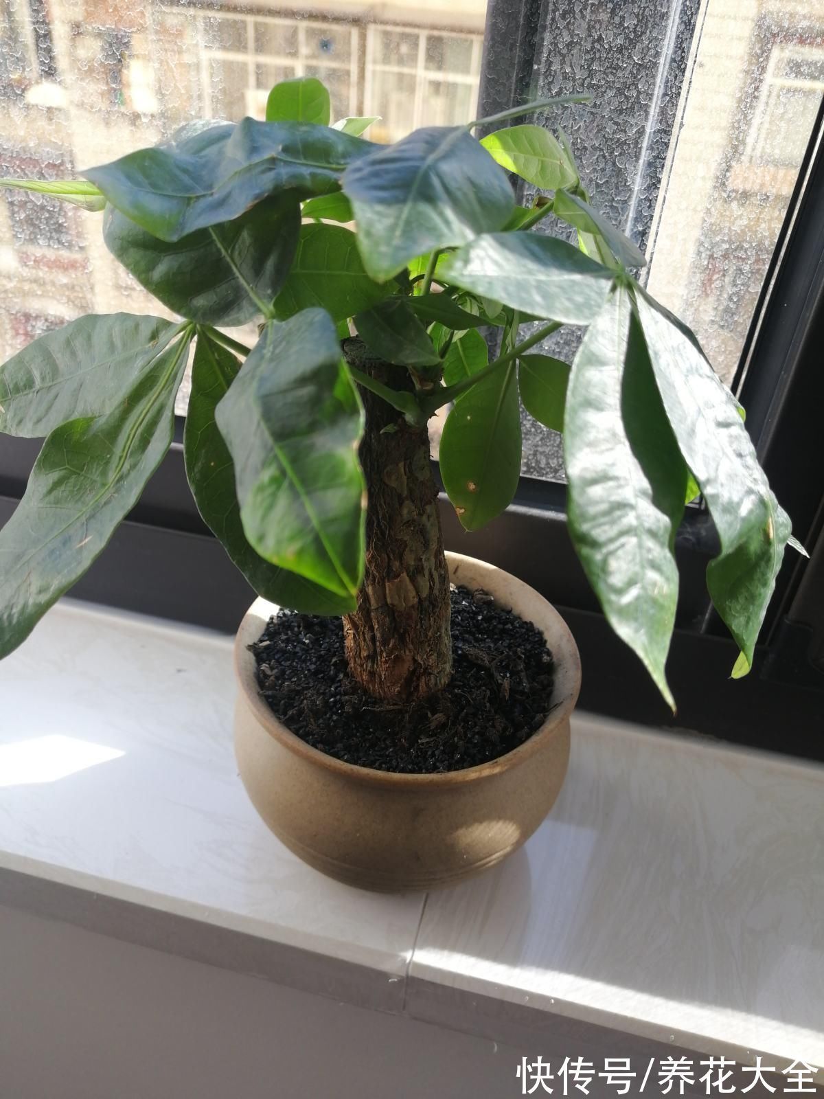 花市老板的养花绝招，今天全给你，一学一个准