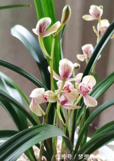 友友们请注意:10月后的兰花状态好好极了,抓住时机长势旺