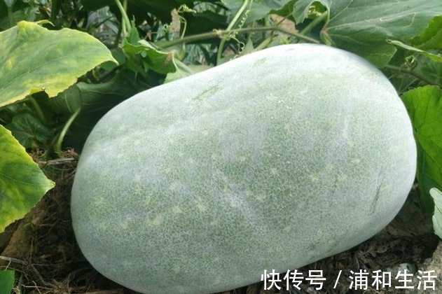 痛风患者|每天坚持吃一物,痛风悄悄远离,此物也是尿酸“天敌”,须知晓