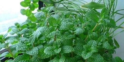 养护|蚊虫最不喜欢这种花,家里养一盆,蚊虫不进门,我就养了3盆!