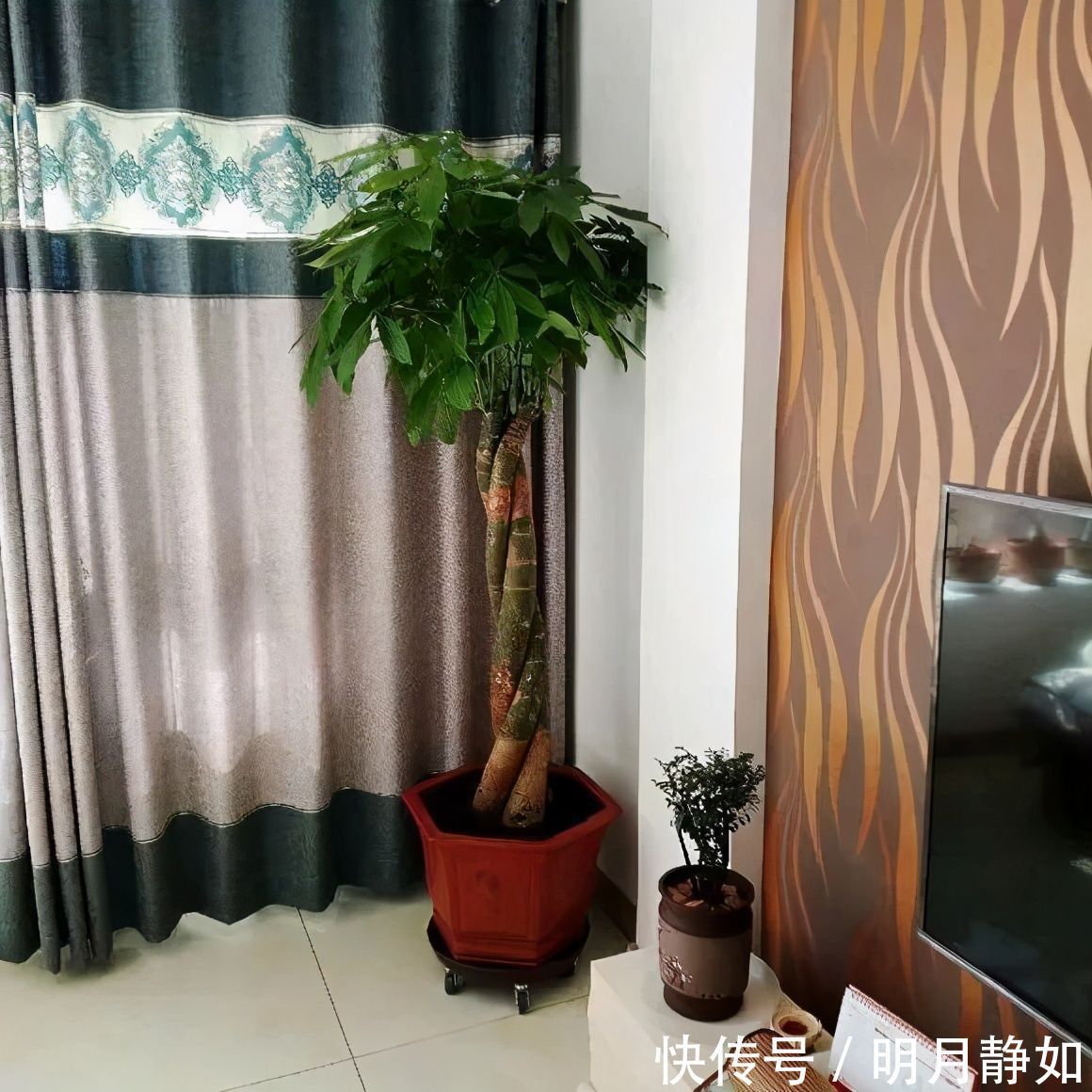 11月，千万别买这种花，养不活惹一肚子气